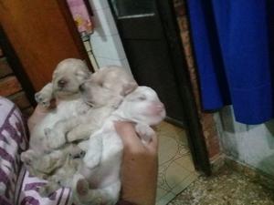 Vendo caniches toy cachorros