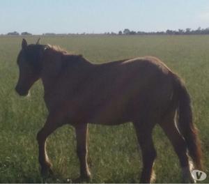 vendo caballo manso de andar viejo