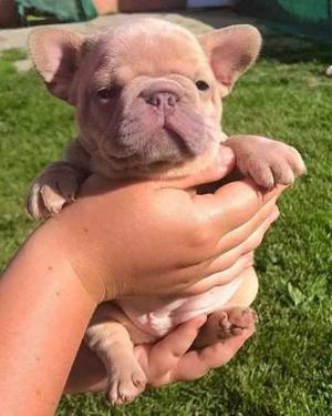 Bull Dog Frances Cachorros Hermosos