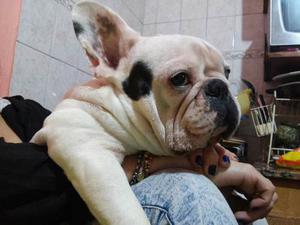 Bulldog Frances Macho Vaquita Con Fca Para Servicio