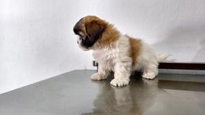 Cachorritos Shihtzu Con Pedigree Los Mas Lindos De Cordoba !