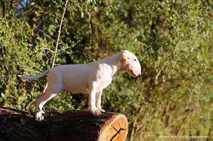 Cachorro Bull Terrier Pirata En Venta