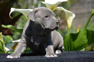 Cachorros American Pit Bull Terrier Blue Con Papeles Fca.