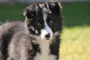 Cachorros Border Collie Machos Y Hembras