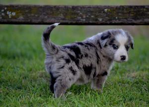 Cachorros Border Collie Merle