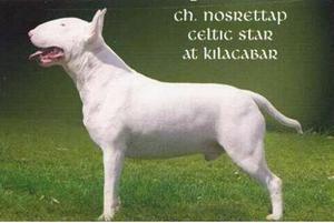 Cachorros Bull Terrier, Disponibles C/fca