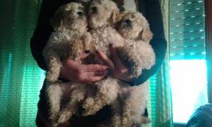 Cachorros Caniches Toy 2 Meses
