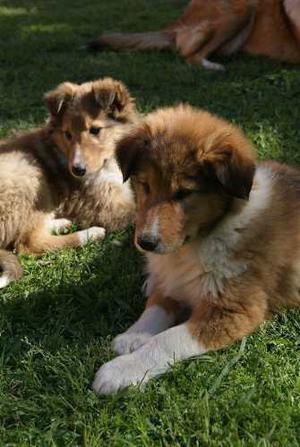 Cachorros Collies Roughe Dorado