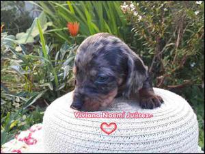 Cachorros Mini Dachshund (Salchichas Mini)machos