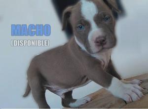 Cachorros Pitbull