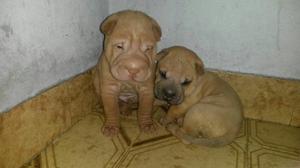 Cachorros Shar Pei Los Más Lindos