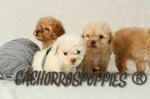 Caniches Mini Micro Toy Cachorros Alta Calidad