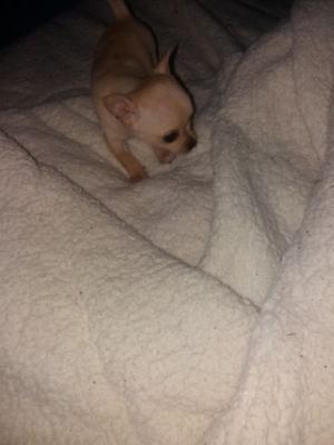 Chihuahua mini macho