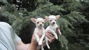 Chihuahuas Blancos Cach Mini Machos Fca.cabaña Scaligers