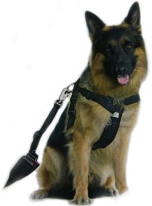 Cinturon De Seguridad Para Mascotas Reglamentario Ever Safe