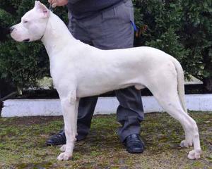 Dogo Argentinos, Excelente Calidad Con Pedigri !!!