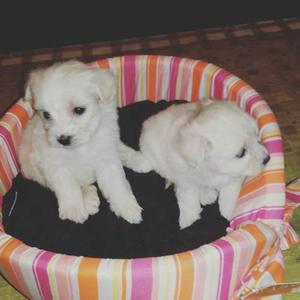 Excelentes Caniches Machitos Toy & Mini-toy