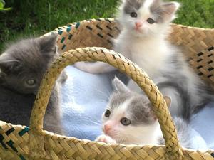 Gatitos muy lindos y cariñosos buscan hogar
