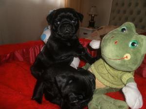 Pug Hembras Con Papeles! Negras