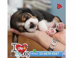 beagle cachorros tri color Disponibles!!!