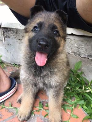 CACHORROS OVEJERO ALEMÁN PUROS