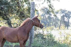 Caballo Arabe Potrillo Inscripto