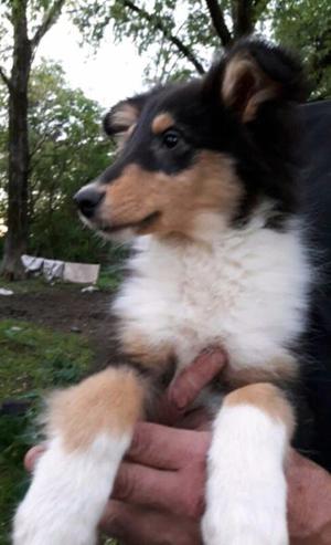 Cachorro collie con pedigree