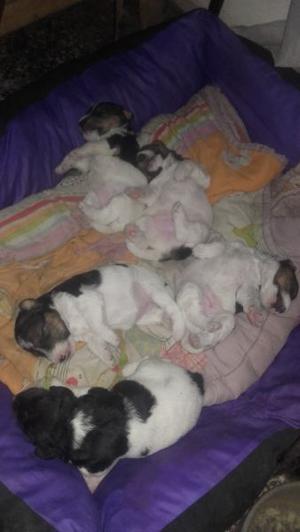 Cachorros Foxterrier !