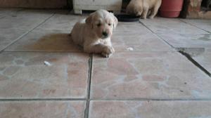 Cachorros Golden Retriever- hembras