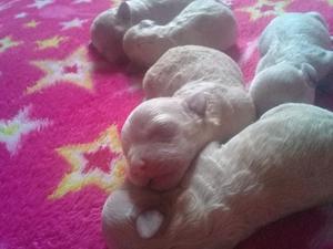 Vendo hermosos perritos caniches