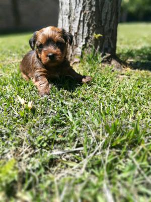 Yorkshire Terrier Machos