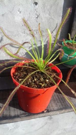 planta carnivora - Drosera capensis