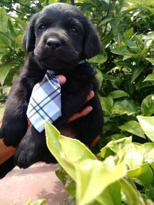 Cachorros de labrador negros