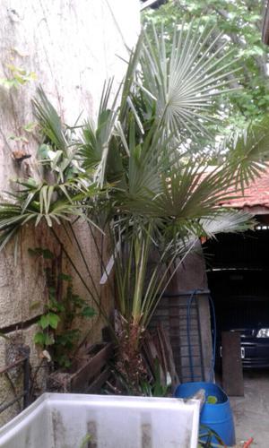 Palmeras trachicarpus 3 mts 100 lts