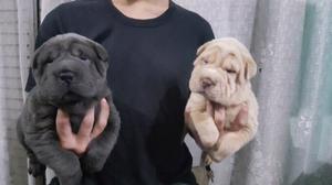 Cachorros shar pei