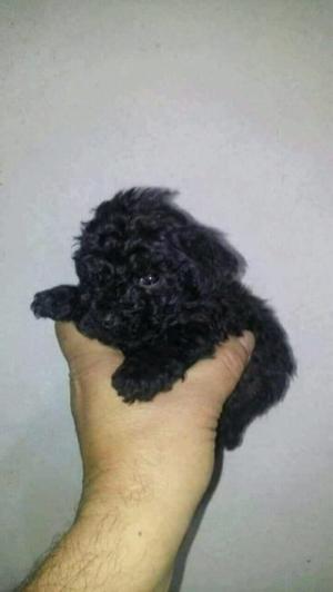 Caniche negro macho