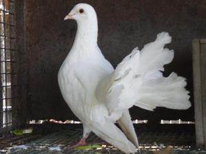 Palomas totalmente blancas, llamadas DE ABANICO