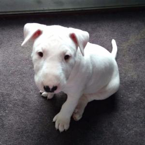 Cachorros Bull Terrier