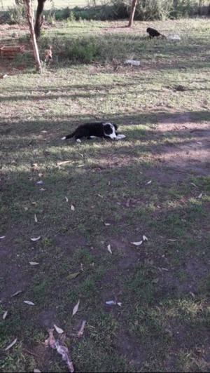 Cachorros border collie