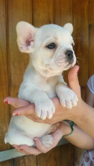 Cachorros de Bull dog frances hermosos