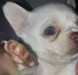 Chihuahua mini macho