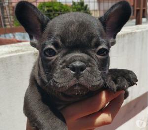 HERMOSAS CACHORRITAS BULLDOG FRANCES