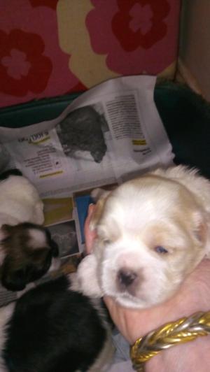 Imperdible cachorra shih tzu. Hembrita