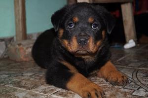 Rottweiler cachorros de 3 semanas