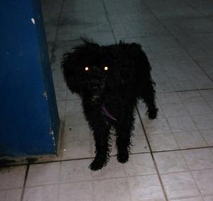 Vendo caniche toy negro