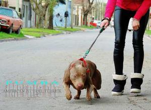 American Pit Bull Terrier / Cachorros