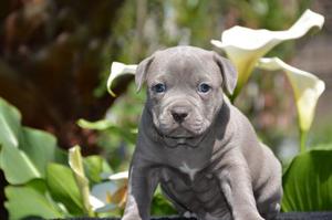 American Pitbull Terrier Blue Con Papeles Fca.