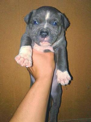Cachorros Pitbull Blue Ojos Celestes (disponible)