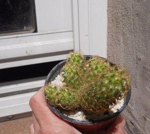 Cactus Mammillaria Elongata Rubra Maceta 10