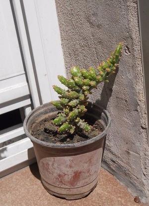 Cactus Opuntia Monacantha Fma. Variegada M 10